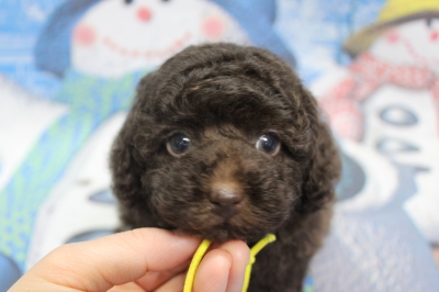 トイプードルブリーダーの子犬、トリミング画像