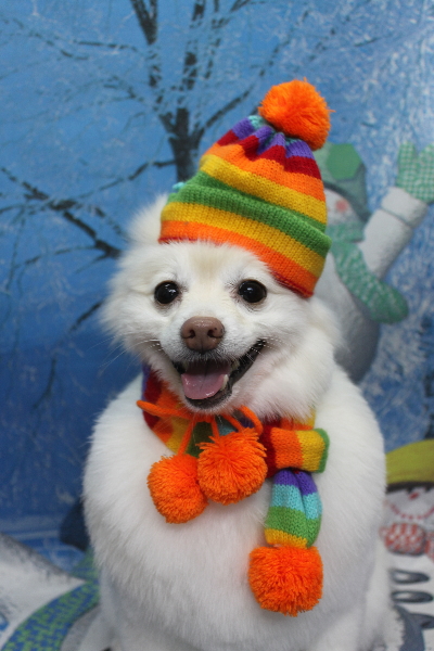 千葉県鎌ケ谷市ポメラニアンのトリミング画像