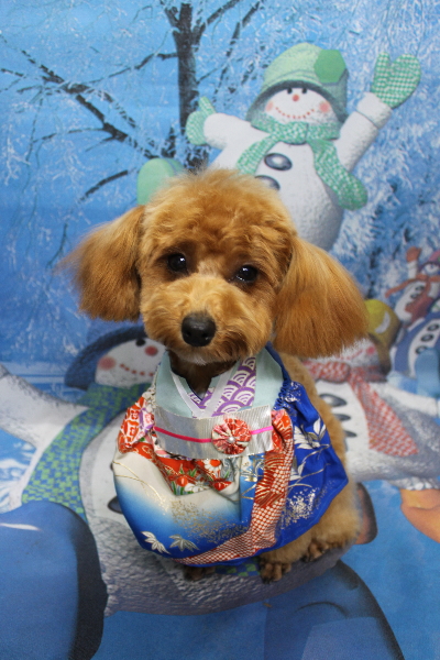 千葉県千葉市のトイプードルのトリミング画像