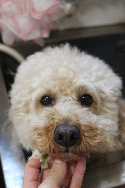 千葉県船橋市のトイプードルの歯磨き画像