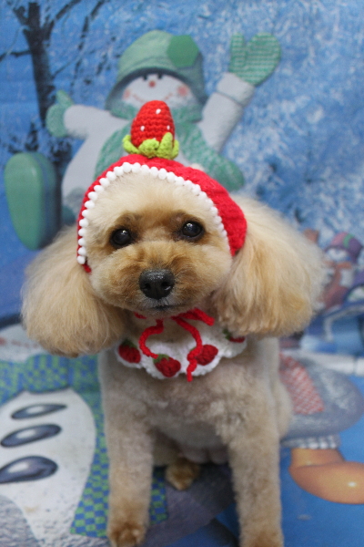 千葉県船橋市のトイプードルのトリミング画像