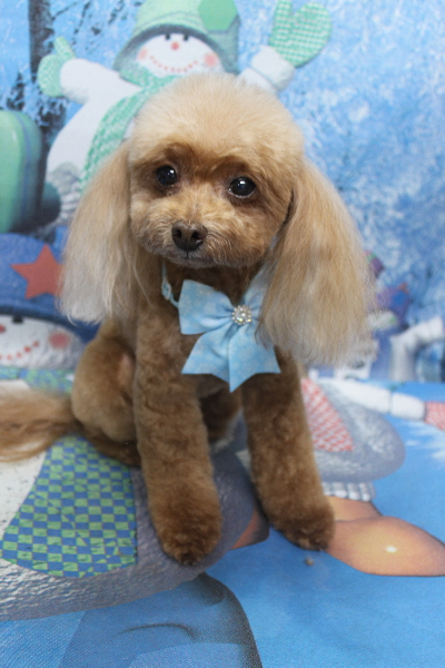 千葉県船橋市のトイプードルのトリミング画像