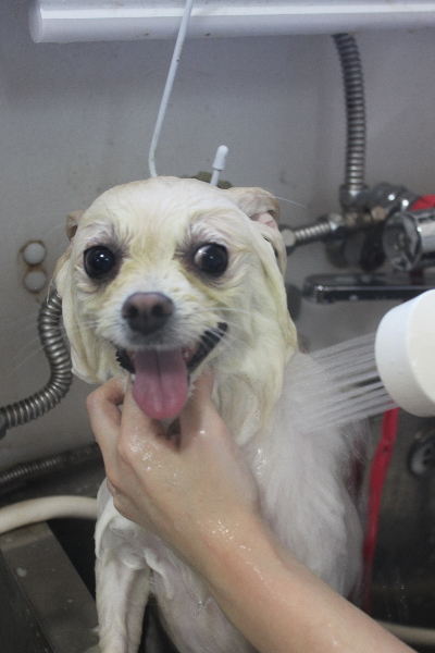 東京都港区のポメラニアンのオゾンシャワー画像