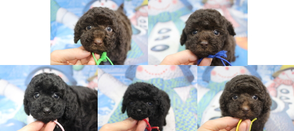 トイプードルブリーダーの子犬、トリミング画像