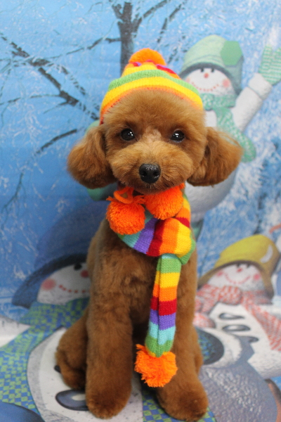 千葉県船橋市のトイプードルのトリミング画像