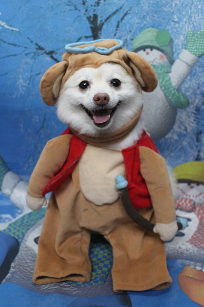 千葉県鎌ケ谷市ポメラニアンのトリミング画像