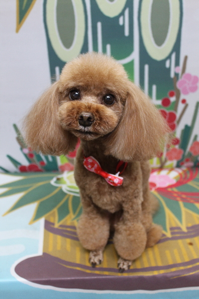 千葉県鎌ヶ谷市のトイプードルのトリミング画像