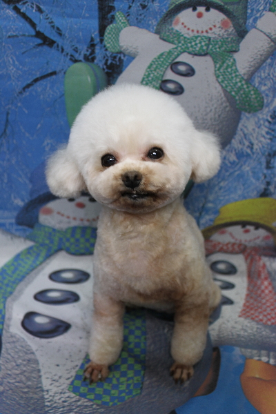 トイプードルブリーダーの成犬、トリミング画像