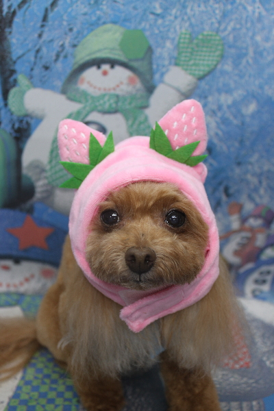 千葉県船橋市のトイプードルのトリミング画像