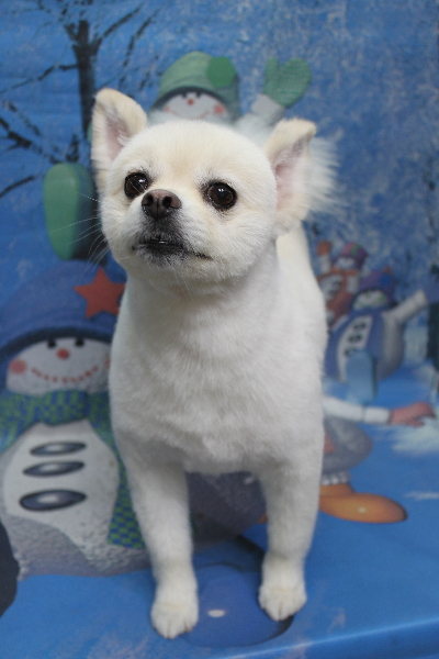 東京都港区のポメラニアンのトリミング画像