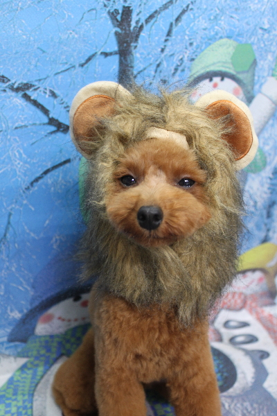 千葉県船橋市のトイプードルのトリミング画像