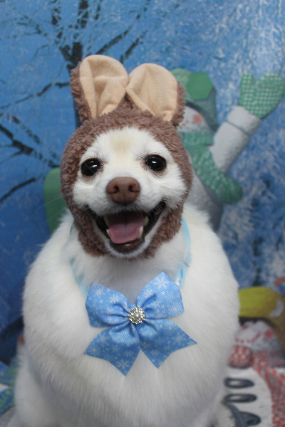 千葉県鎌ケ谷市ポメラニアンのトリミング画像