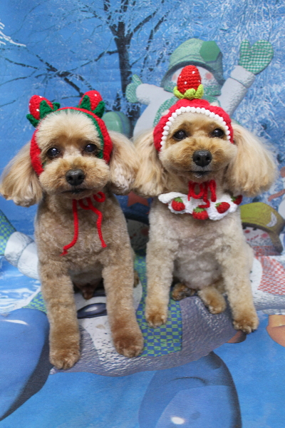 千葉県船橋市のトイプードルのトリミング画像