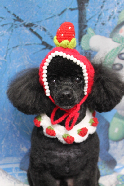 千葉県鎌ケ谷市トイプードルのトリミング画像