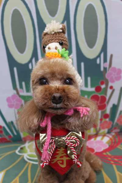 千葉県鎌ヶ谷市のトイプードルのトリミング画像