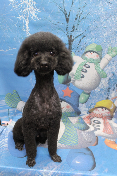 トイプードルブリーダーの成犬、トリミング画像