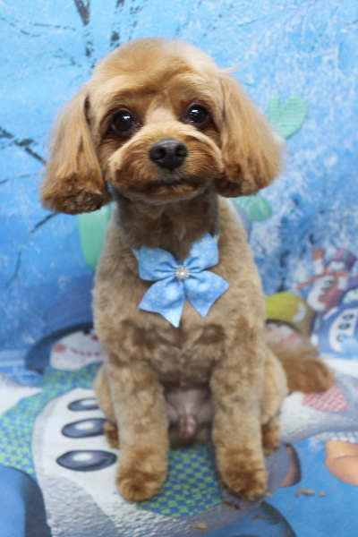 千葉県鎌ケ谷市のミックス犬のトリミング画像