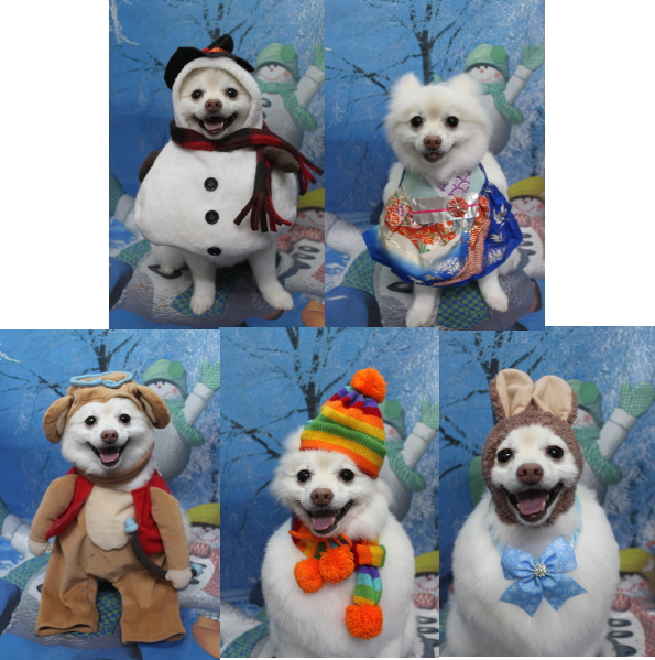 千葉県鎌ケ谷市ポメラニアンのトリミング画像