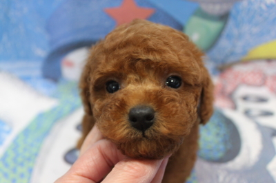 トイプードルブリーダーの子犬、トリミング画像