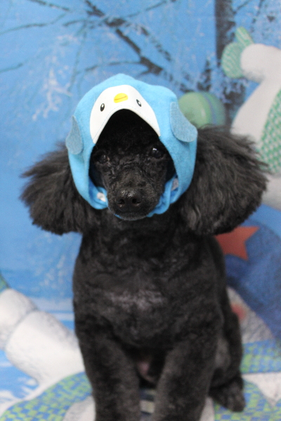 千葉県鎌ケ谷市トイプードルのトリミング画像