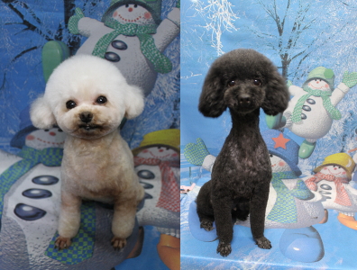 トイプードルブリーダーの成犬、トリミング画像