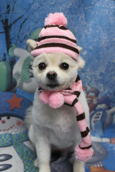 東京都港区のポメラニアンのトリミング画像