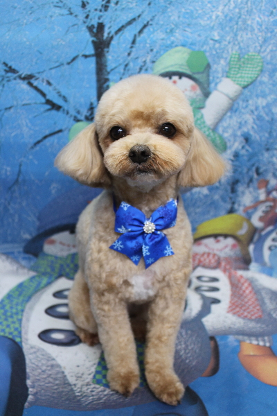 千葉県船橋市のミックス犬のトリミング画像