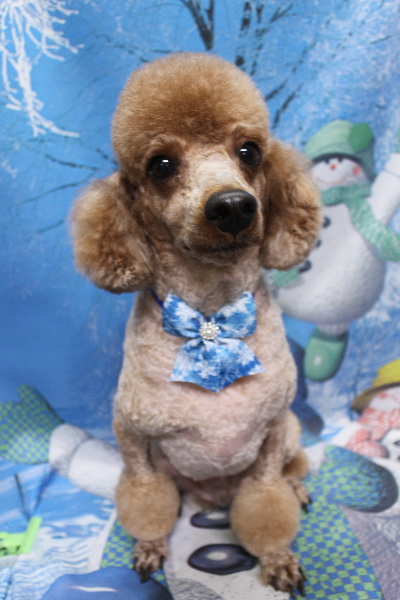 千葉県鎌ケ谷市トイプードルのトリミング画像