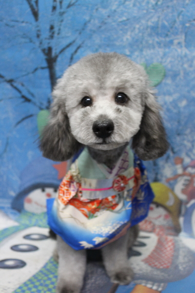 千葉県鎌ヶ谷市のトイプードルのトリミング画像