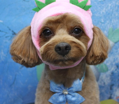 千葉県鎌ケ谷市のミックス犬のトリミング画像