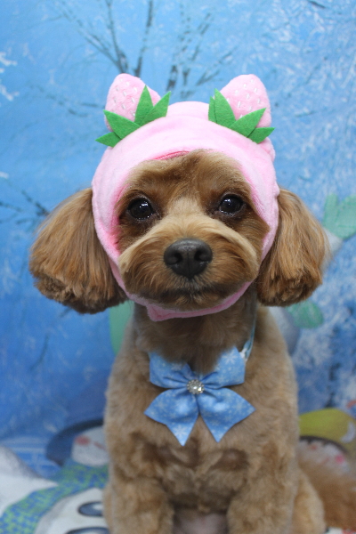 千葉県鎌ケ谷市のミックス犬のトリミング画像