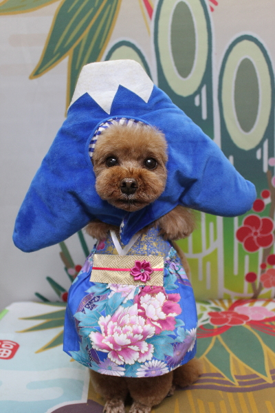 千葉県鎌ヶ谷市のトイプードルのトリミング画像