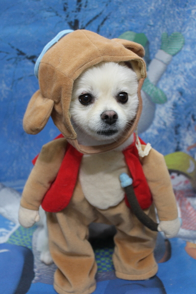 東京都港区のポメラニアンのトリミング画像