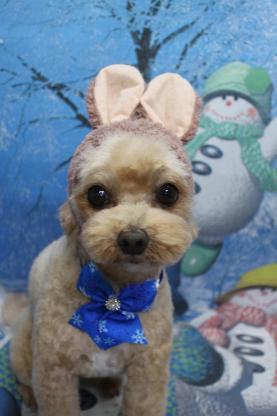 千葉県船橋市のミックス犬のトリミング画像