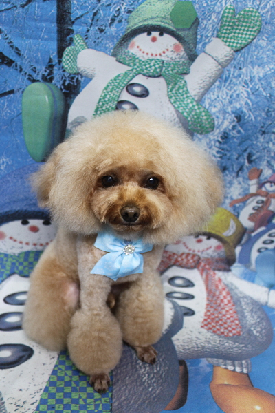 千葉県千葉市のトイプードルのトリミング画像