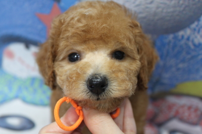 トイプードルブリーダーの子犬、トリミング画像