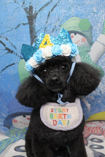 千葉県鎌ケ谷市トイプードルのトリミング画像