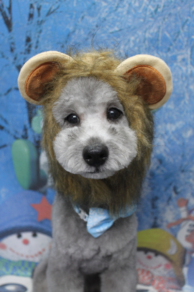 千葉県鎌ヶ谷市のトイプードルのトリミング画像