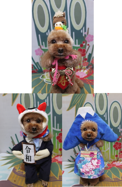 千葉県鎌ヶ谷市のトイプードルのトリミング画像