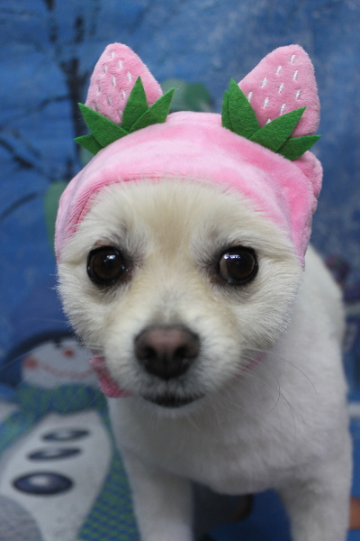 東京都港区のポメラニアンのトリミング画像