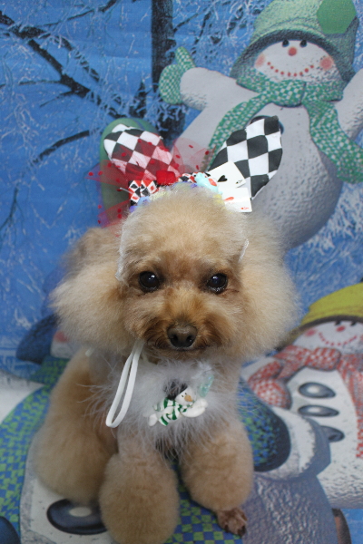 千葉県千葉市のトイプードルのトリミング画像