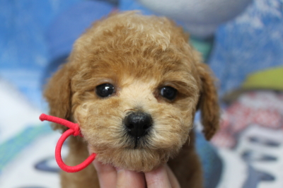 トイプードルブリーダーの子犬、トリミング画像