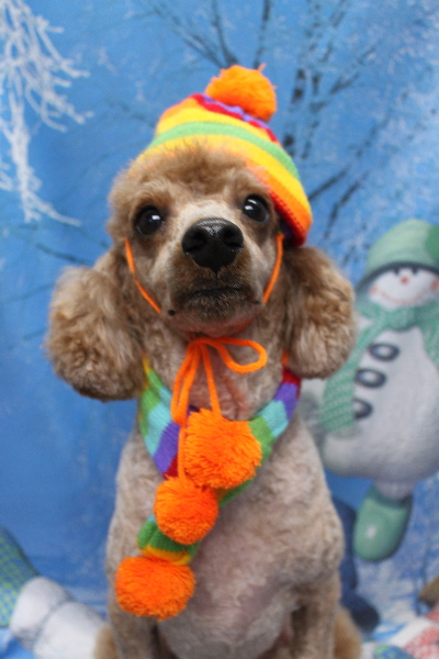 千葉県鎌ケ谷市トイプードルのトリミング画像