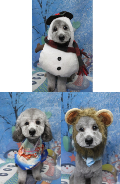 千葉県鎌ヶ谷市のトイプードルのトリミング画像