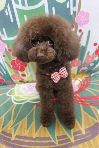 東京都台東区のトイプードルのトリミング画像