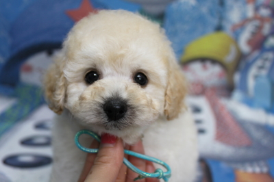 トイプードルブリーダーの子犬、トリミング画像