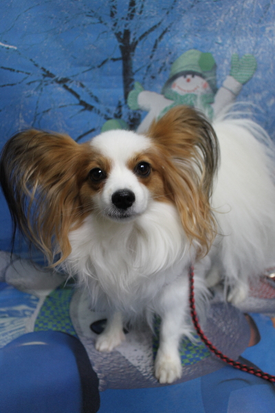 千葉県鎌ヶ谷市のパピヨンのトリミング前画像