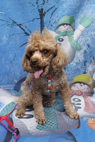 千葉県船橋市のトイプードルのトリミング前画像