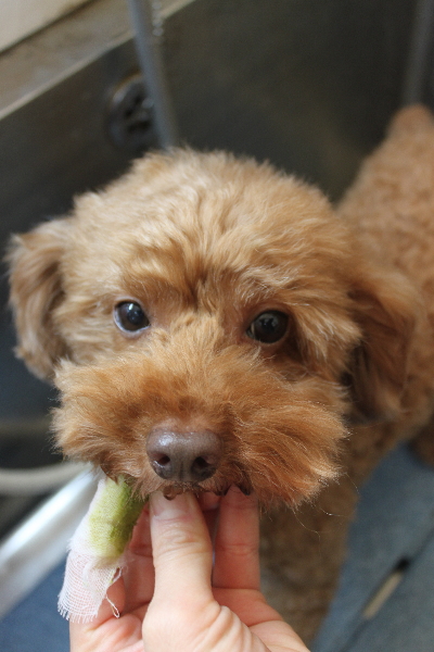 千葉県船橋市のトイプードルの歯磨き画像