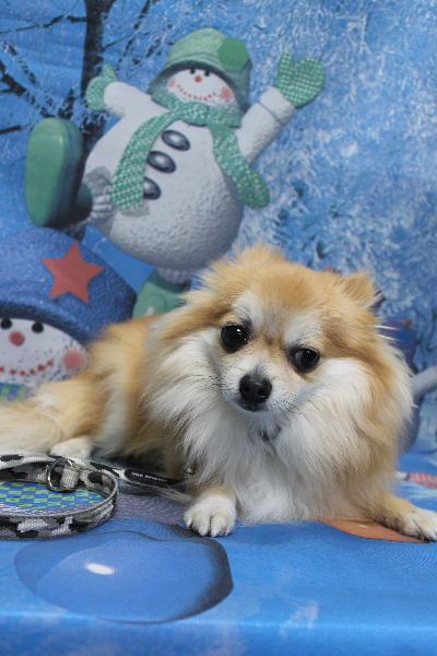 千葉県船橋市のミックス犬のトリミング前画像